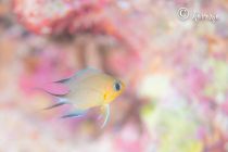 潜るのだぁ〜✌️