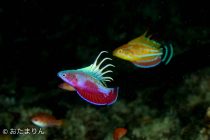 お盆休み！水中写真特集①