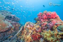 たまにはワイドも♪