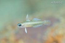 お盆休み！水中写真特集②