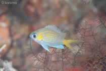 最近のラインナップ★