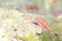 お盆ウィーク始まり🎶