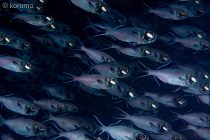 ヒカリキンメダイ⭐️