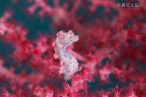 ガッツリマクロ♪