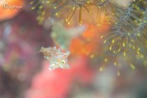 久々のボートダイブ！