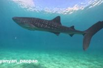 オスロブツアー！Oslob tour