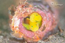 一時帰国します！