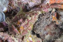 カエルアンコウの抱卵