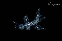 充実の調査ダイビング！