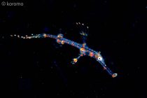 浮遊系ナイトダイビング★