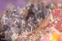 カエルアンコウ卵のハッチアウトを狙う！