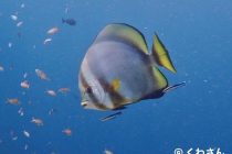 ダイビング日和💙