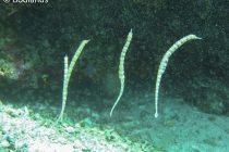 ポッキー&イシヨウジの日😂