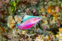 いろんなジャンルのダイビング〜👍