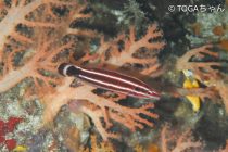 タコ撮り名人🐙