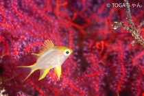 涼しめのセブ！