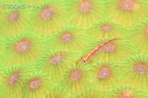 いろんな楽しませ方！