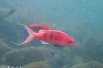 大瀬にて！お客様のステキフォト🎶