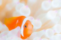 CEBUは暑いです！