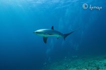 マラパスクア！ニタリ狙いダイビング！