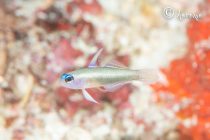 サファイアハゼ💎🩵