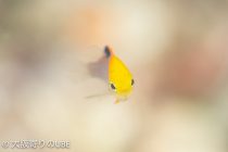 台風ですが潜れています！