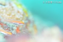 カラフルなハウスリーフ🌈