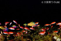 サンセットまで✌️