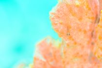 ナイトダイビングまで🎵