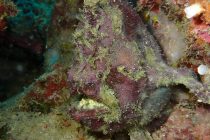 抱卵するカエルアンコウ再び！