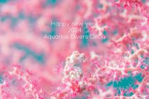 Happy new year 2024☀️