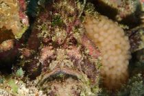 NEWS⭐️カエルアンコウ産卵しました！