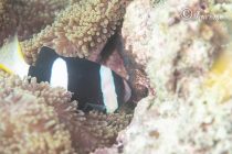 イクメンパパ🐟