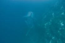 ジンベエザメに遭遇！！！