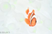 ボートの屋根が新しくなりました！