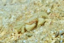 ねちねちマクロで🔍✨