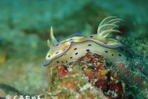 ウミウシ探しダイビング💎