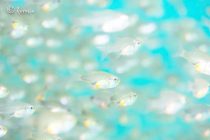 カーディナルフィッシュパラダイス😇