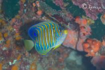 お帰りアクエリアスボート！