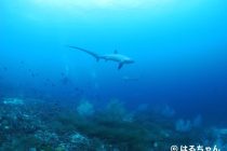 ニタリ三昧ダイビング🦈🎶