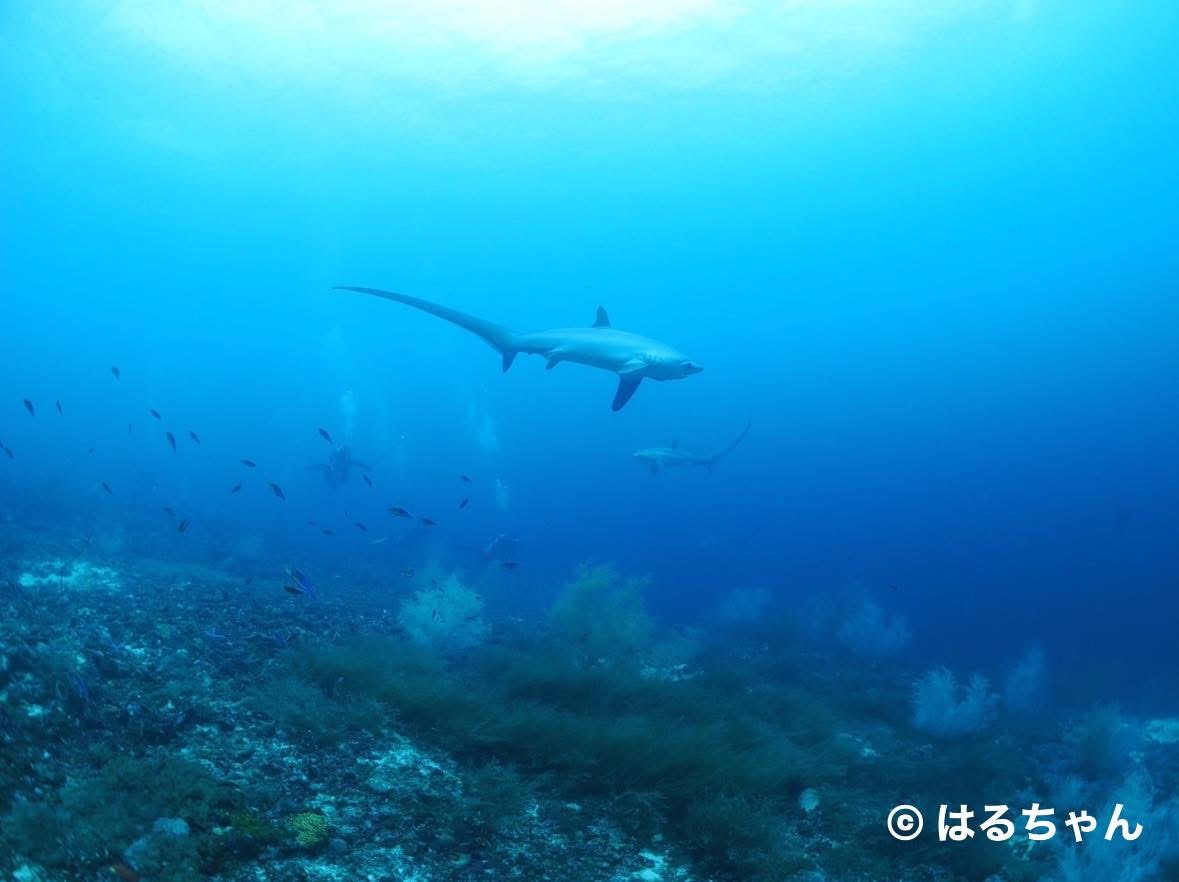 ニタリ三昧ダイビング🦈🎶