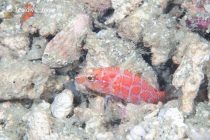 賑やかな日曜日⭐️