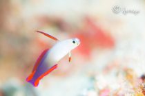 セブに戻りました〜🇵🇭