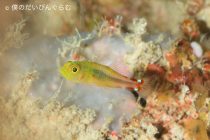 赤松ダイバーズ御一行様🎶