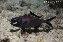 ヒカリキンメナイトダイビング⭐️