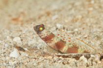 のんびりマクロ🎶