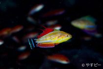 オスロブ＆マクタンダイビング🎶