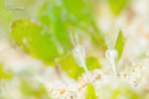 ウミヒルモの花🌸