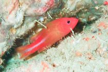 マクロダイビングな日々🎶