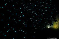 一大イベント⭐️ヒカリキンメナイト！